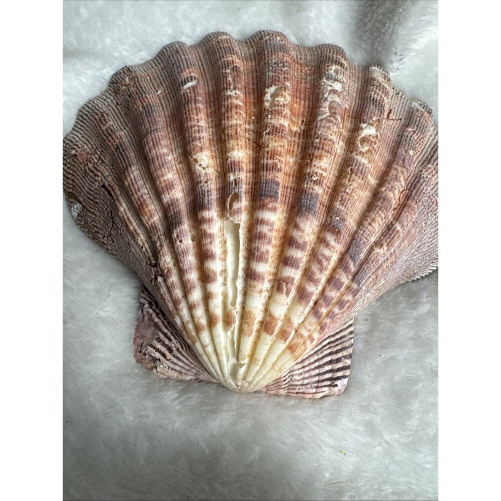 BIG 6’5’ nodipecten nodosa lions paw scallop smudging home decor Orange Pink Red - Picture 2 of 7